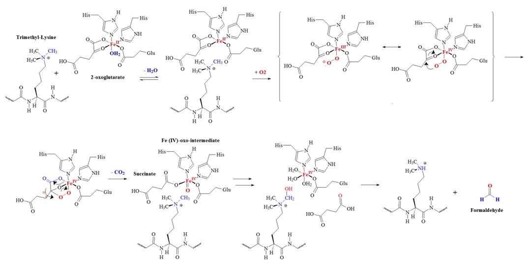 mechanism for JHDM enzymes for the demethylation of tri-methylated lysine residues